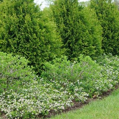 Aronia melanocarpa Ground Hug®