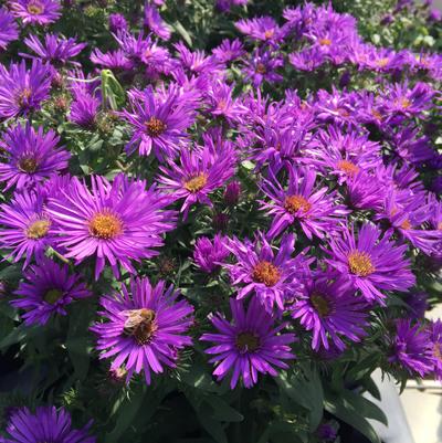 Aster novae-angliae Purple Dome