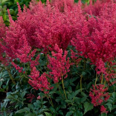 Astilbe japonica Montgomery