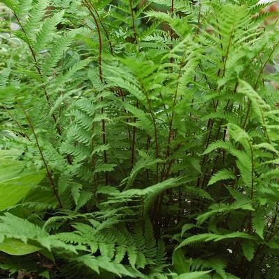 Athyrium filix-femina Lady in Red