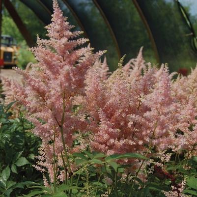 Astilbe japonica Peach Blossom