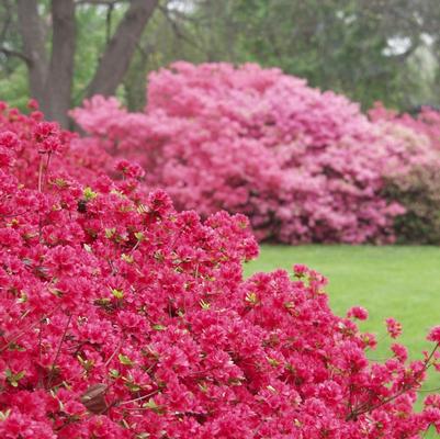 Azalea Kurume Hybrid Hino Crimson