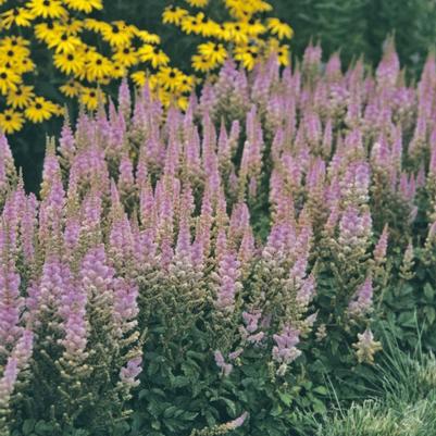 Astilbe chinensis Pumila