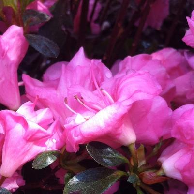 Azalea Gable hybrid Rosebud