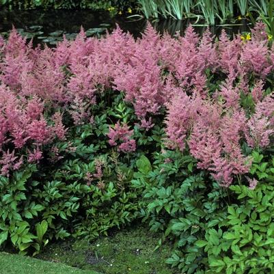 Astilbe japonica Rheinland