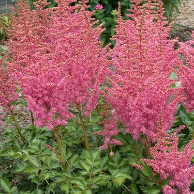 Astilbe Rise and Shine