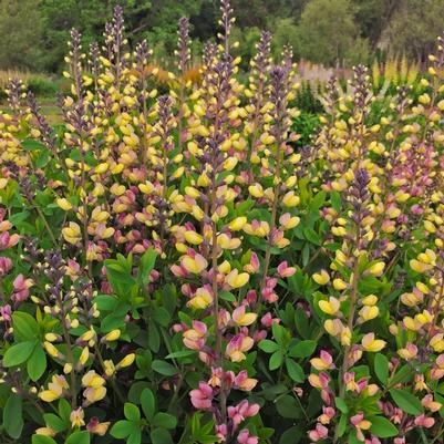 Baptisia Decadence® Deluxe Pink Lemonade