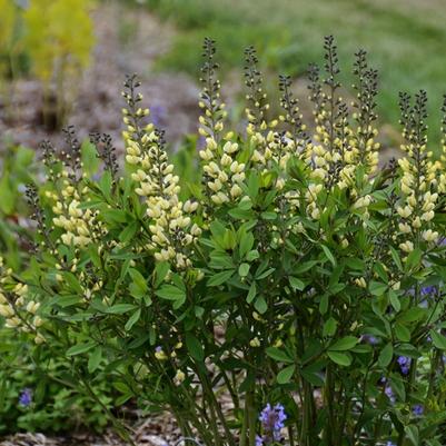 Baptisia Decadence® Vanilla Cream