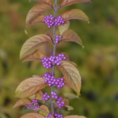 Callicarpa dichotoma Early Amethyst