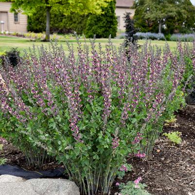 Baptisia Grape Escape