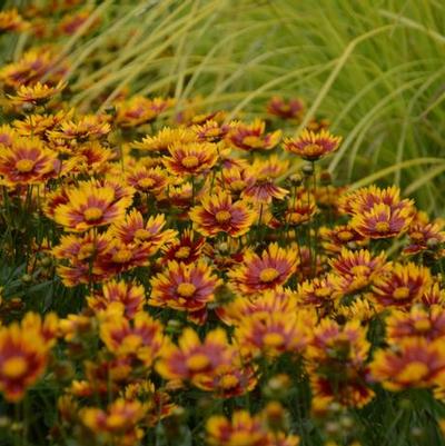 Coreopsis L'il Bang™ Daybreak