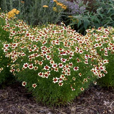 Coreopsis Sizzle & Spice® Red Hot Vanilla