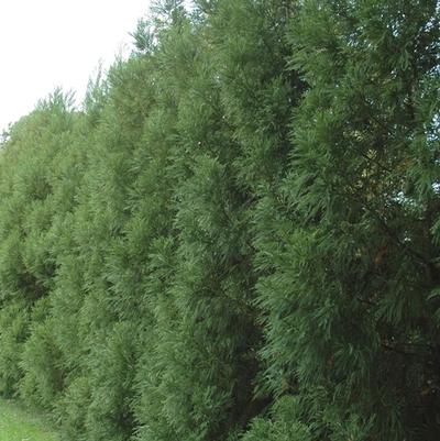 Cryptomeria japonica Radicans