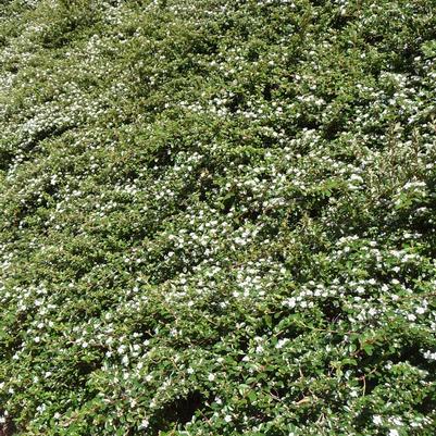 Cotoneaster horizontalis 