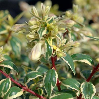 Abelia x grandiflora Radiance