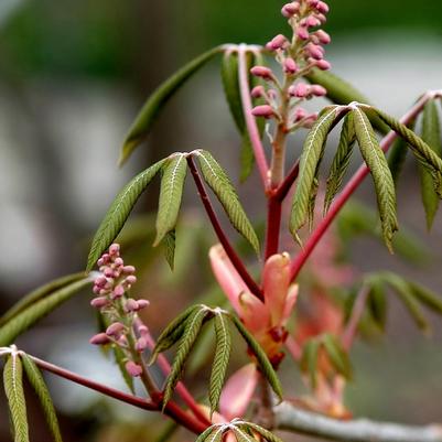 Aesculus pavia 