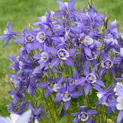 Aquilegia caerulea Kirigami™ Deep Blue and White