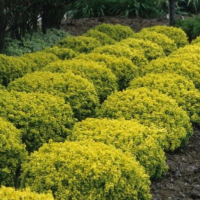 Berberis thunbergii Bonanza Gold