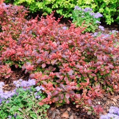 Berberis thunbergii Royal Burgundy®