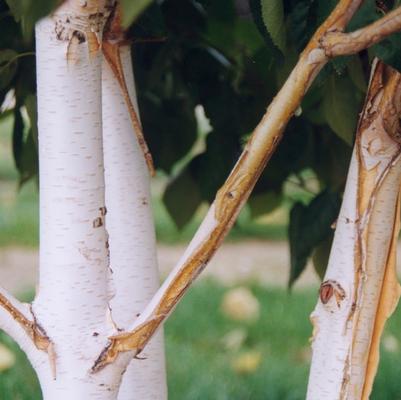 Betula utilis var. jacquemontii 