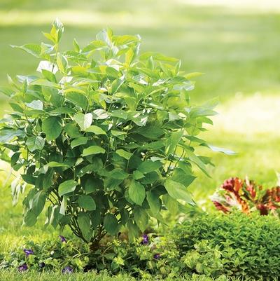 Cornus stolonifera Arctic Fire® Red