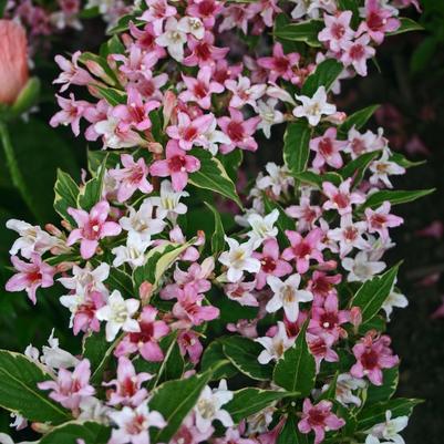 Weigela florida Variegata