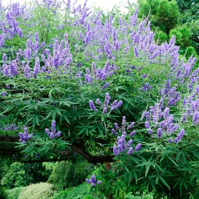 Vitex agnus-castus 