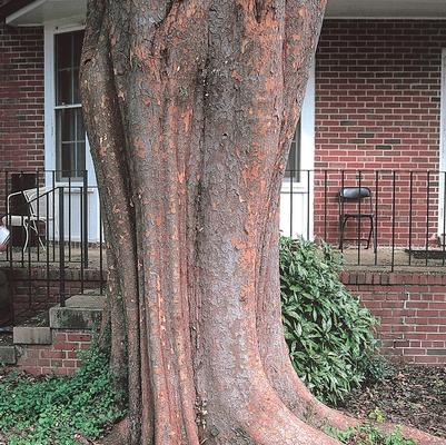 Ulmus parvifolia Allee®