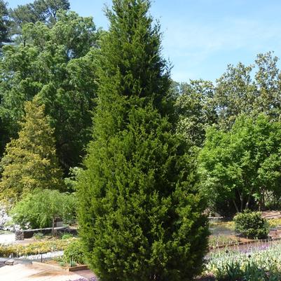 Thuja occidentalis Degroot's Spire