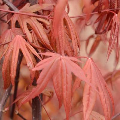 Acer palmatum Emperor 1®