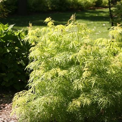 Sambucus racemosa Lemony Lace®