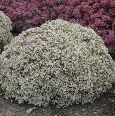 Sedum Rock 'N Round® Bundle of Joy