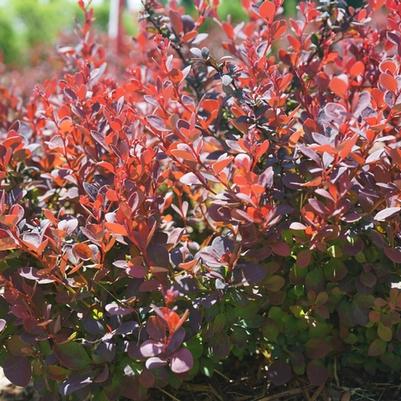 Berberis thunbergii Sunjoy Mini Maroon®