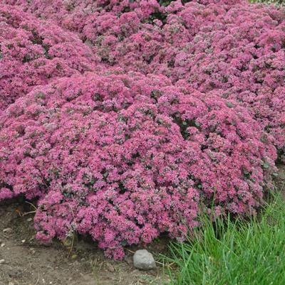 Sedum Rock 'N Grow® Popstar