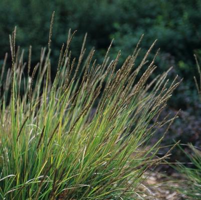 Sesleria autumnalis 