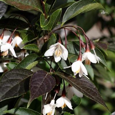 Styrax japonicus Evening Light