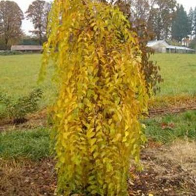 Styrax japonicus Fragrant Fountain