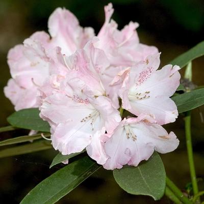 Rhododendron yakushimanum Solidarity