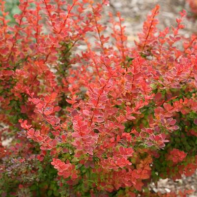 Berberis thunbergii Sunjoy Tangelo®