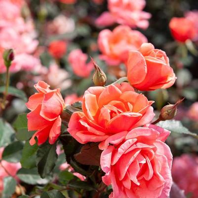 Rosa Knock Out® Coral