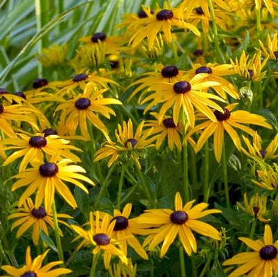 Rudbeckia fulgida Goldsturm