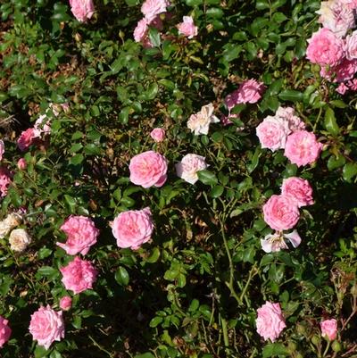 Rosa Sweet Drift®