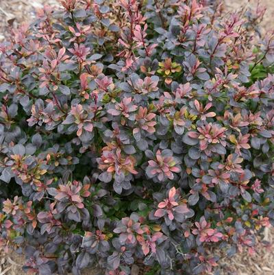 Berberis thunbergii Sunjoy Todo&reg;