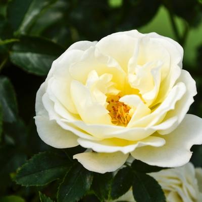 Rosa Popcorn Drift®