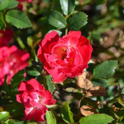 Rosa Red Drift®