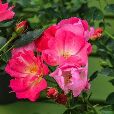 Rosa Pink Drift®