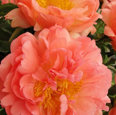 Paeonia Coral Sunset