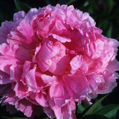 Paeonia lactiflora Dr. Alex Fleming