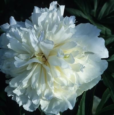 Paeonia lactiflora Duchess de Nemours