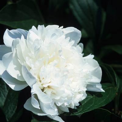 Paeonia lactiflora Festiva Maxima